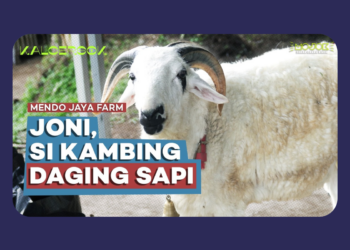 Totok: Peternak Kambing Sleman yang Menjadikan Kotoran Jadi Bisnis Pupuk yang Menguntungkan