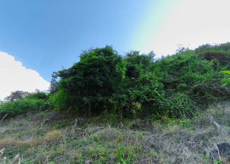 Pohon Beringin.MOJOK.CO