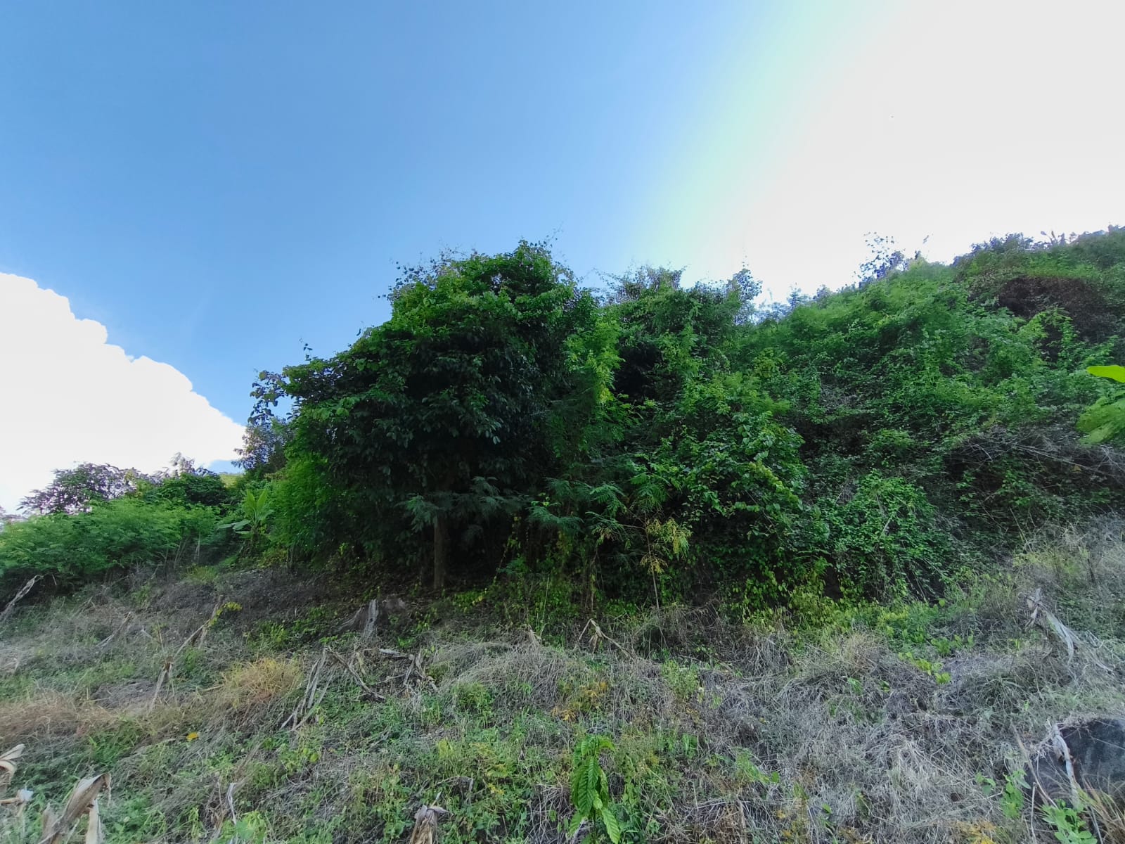 Pohon Beringin.MOJOK.CO