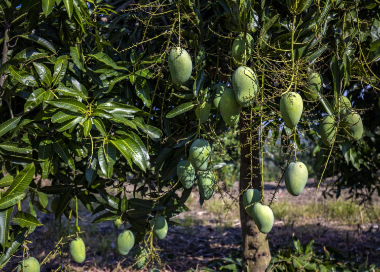 Mangga-mangga di bukit Patiayam Desa Gondoharum, Kudus, yang siap panen MOJOK.CO