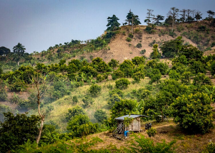 Pohon-pohon mangga menghijaukan bukit yang semula tandus MOJOK.CO