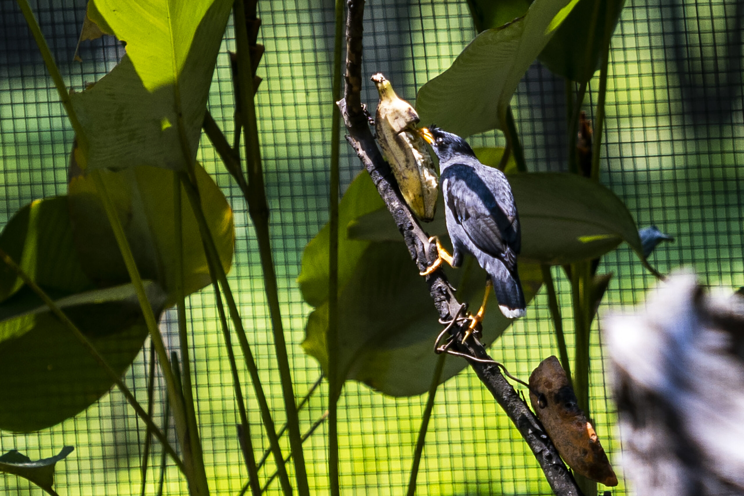 hutan oasis, burung langka.MOJOK.CO