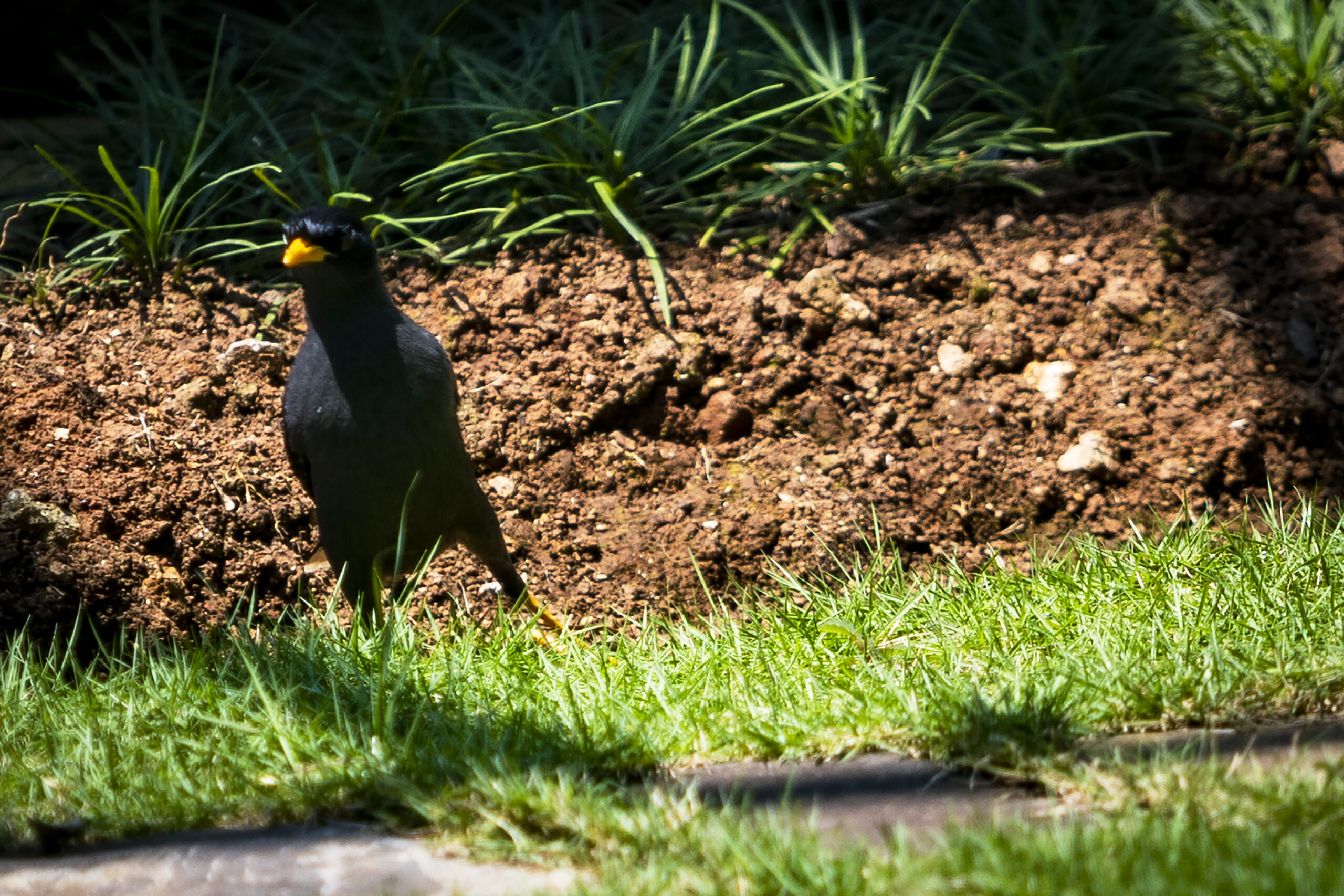 burung langka.MOJOK.CO