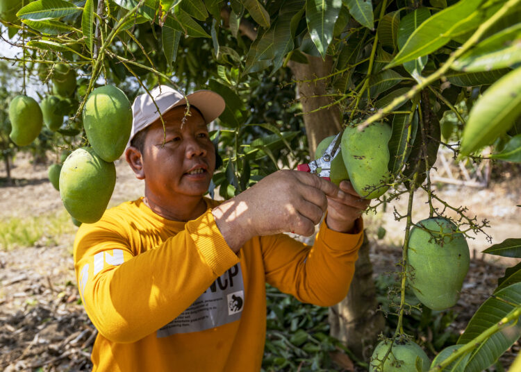 Dardi (48), petani Desa Gondoharum, Kudus MOJOK.CO
