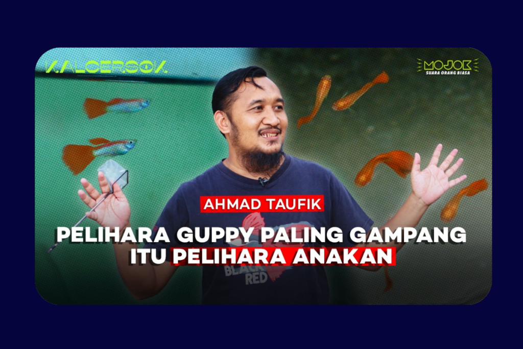 Swasti Farm: Ketekunan dari Galon Bekas yang Mengantar Ikan Guppy Sleman ke Asia Tenggara