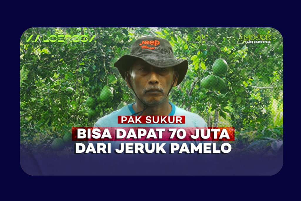 Potensi Besar Jeruk Pamelo sebagai Komoditas Lokal