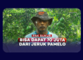 Potensi Besar Jeruk Pamelo sebagai Komoditas Lokal