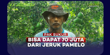 Potensi Besar Jeruk Pamelo sebagai Komoditas Lokal