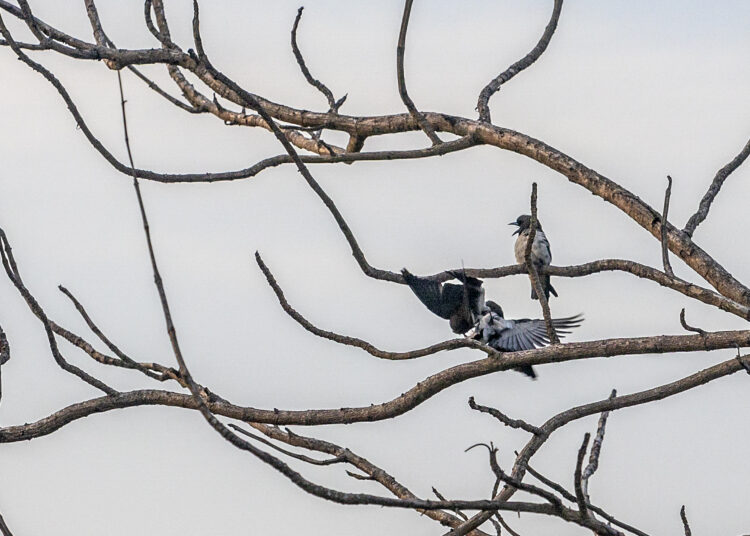 Burung-burung di ranting pohon MOJOK.CO
