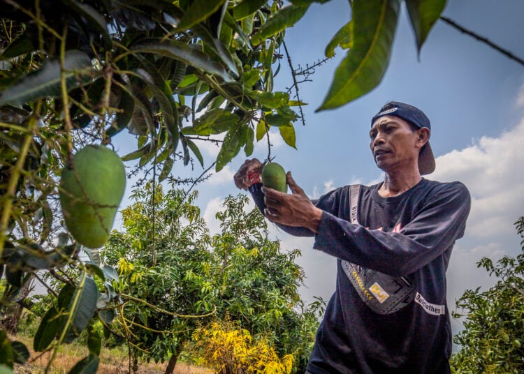 Mashuri, Ketua POKTAN Wonorejo inisiator penanaman mangga di bukit Patiayam, Kudus MOJOK.CO
