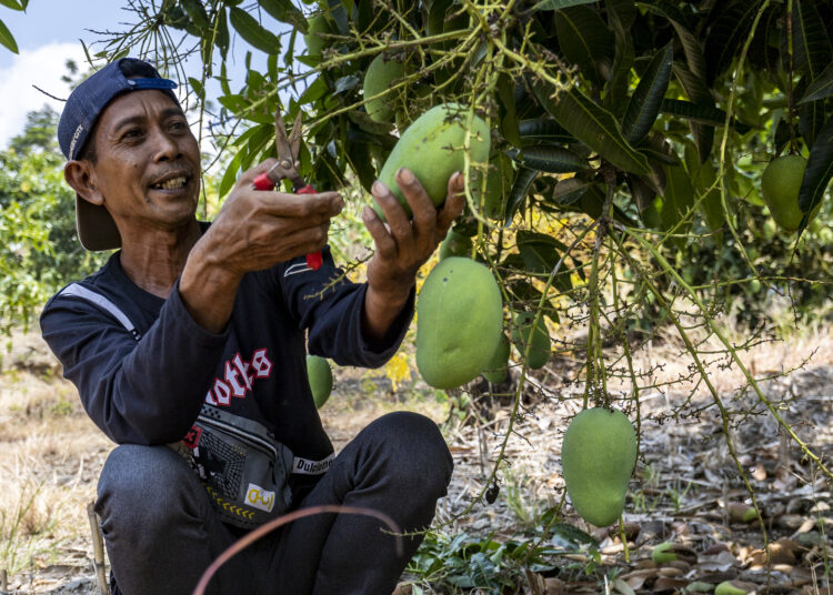 Mashuri (47) penggagas penghijuan bukit Patiayam MOJOK.CO