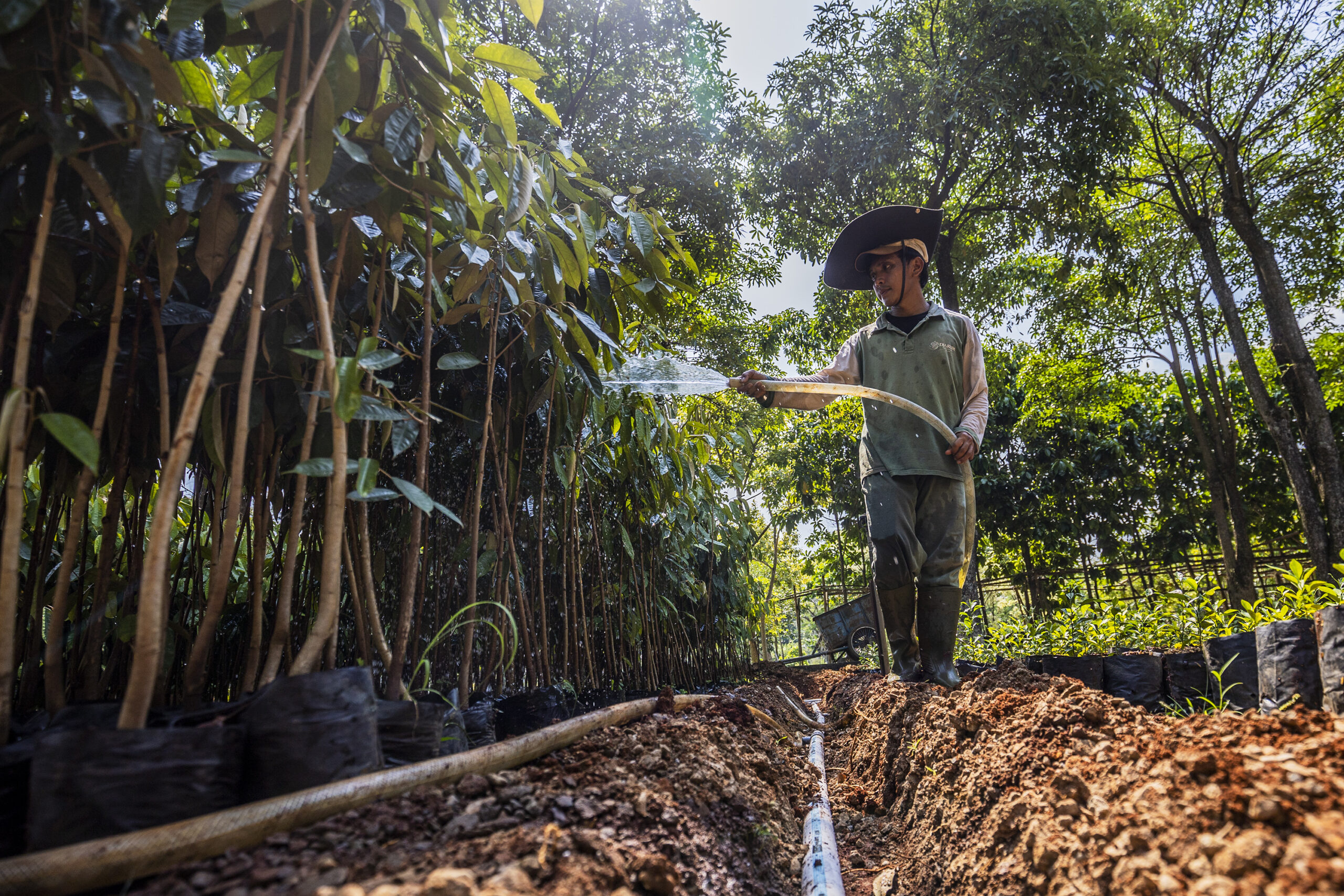 ppt bldf, pohon langka.MOJOK.CO