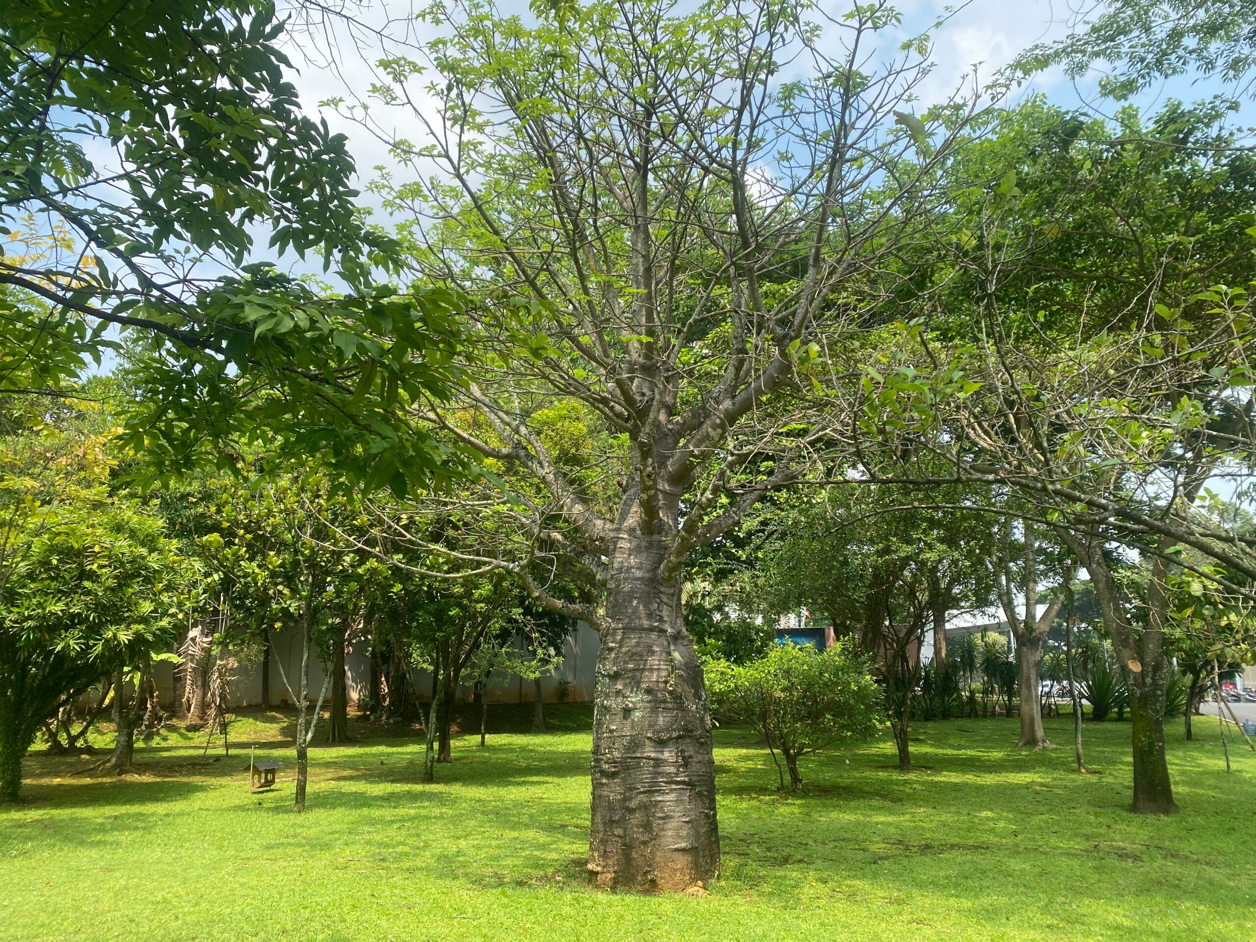 pohon baobap, ppt bldf.MOJOK.CO