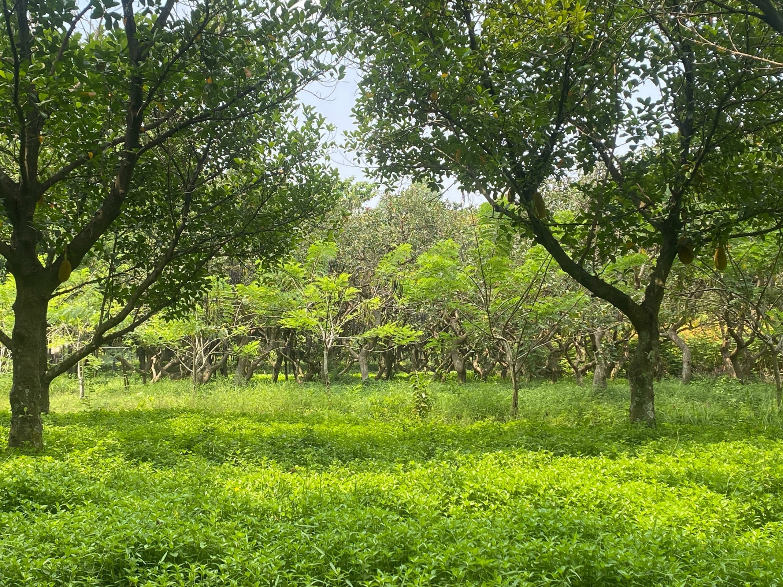 hutan produktif.MOJOK.CO