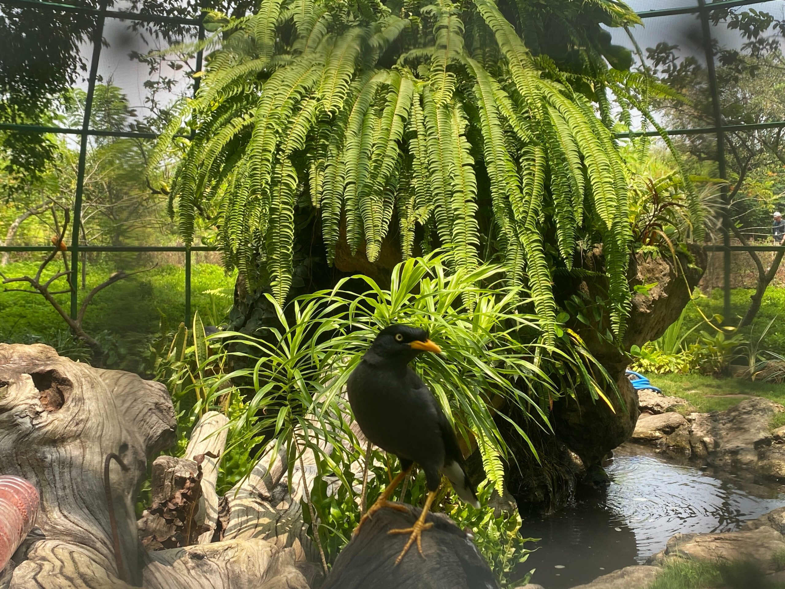 hutan oasis, burung langka.MOJOK.CO