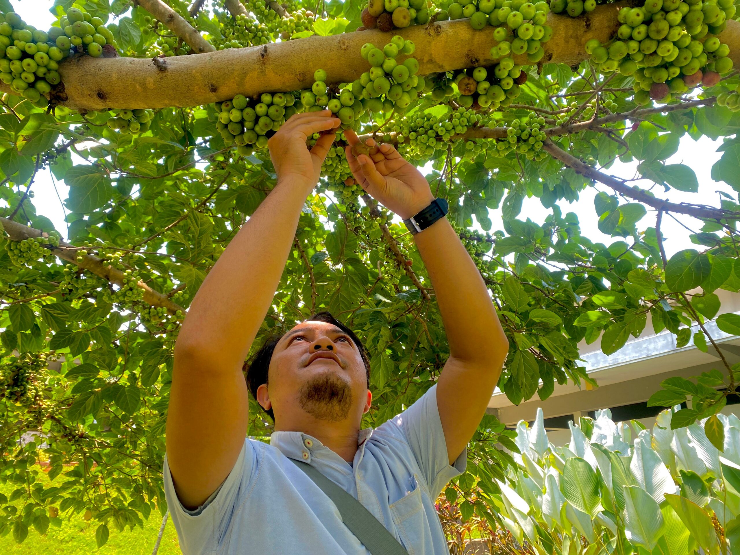 hutan produktif.MOJOK.CO