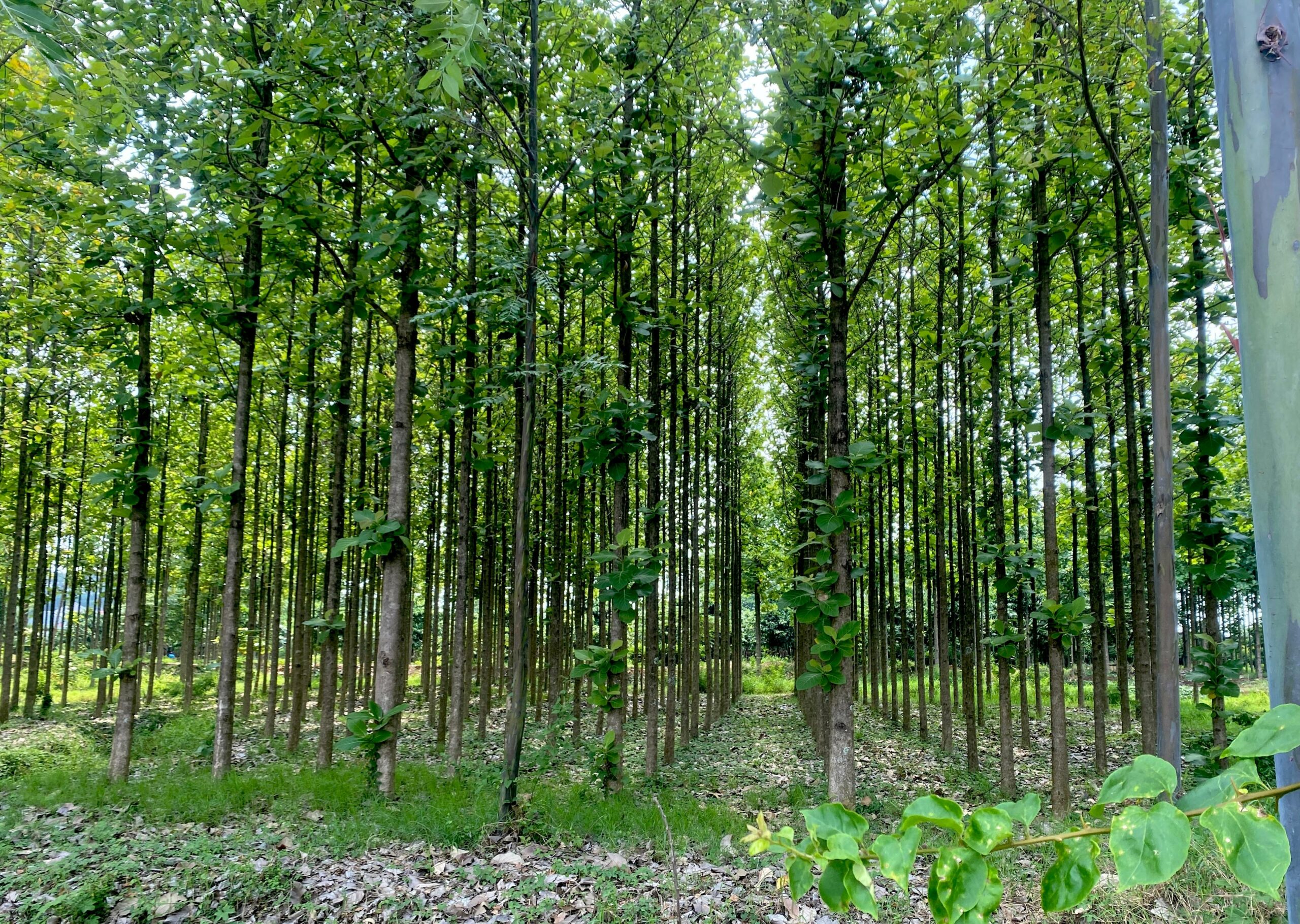 hutan oasis, hutan produktif.MOJOK.CO