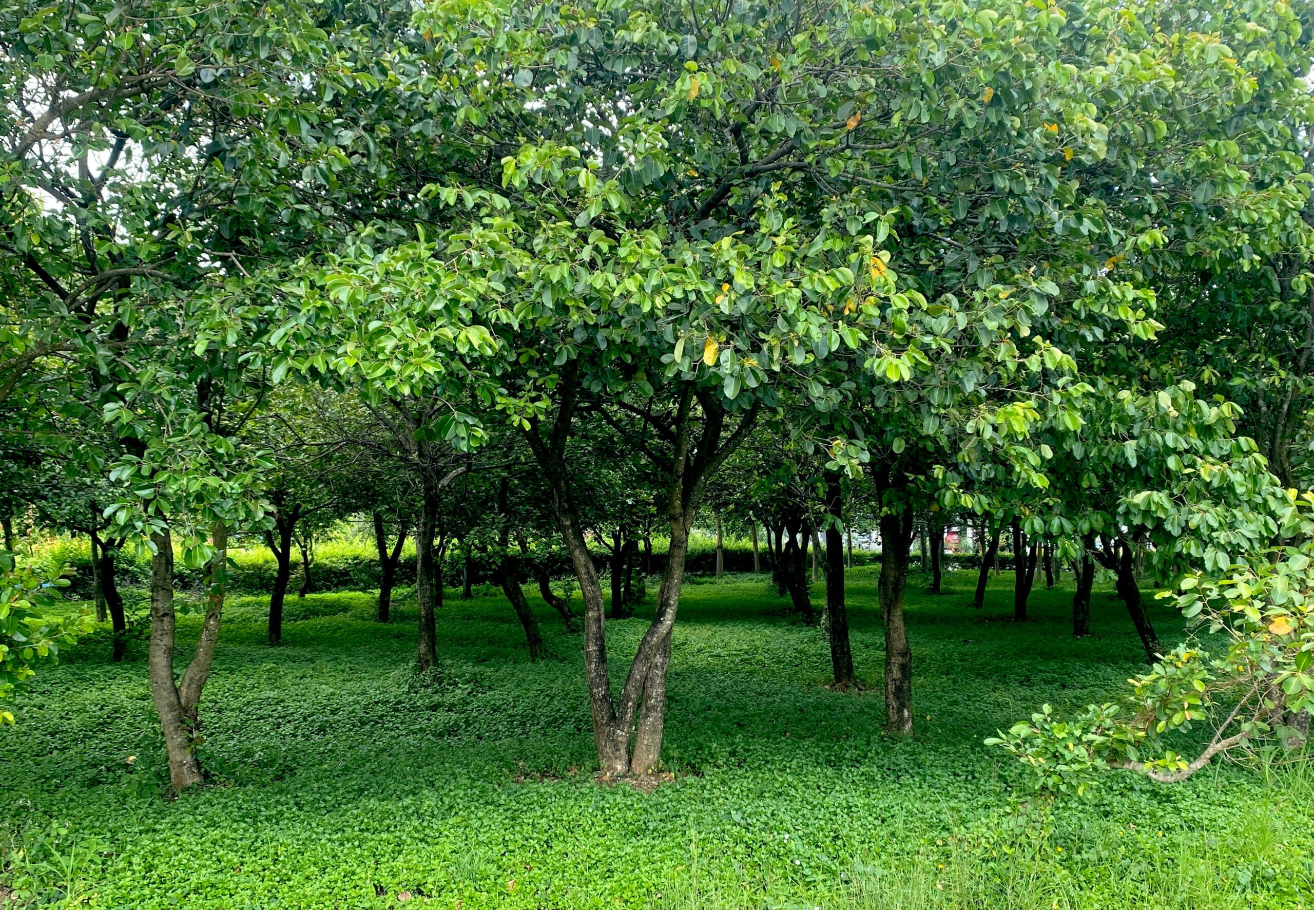 hutan oasis.MOJOK.CO