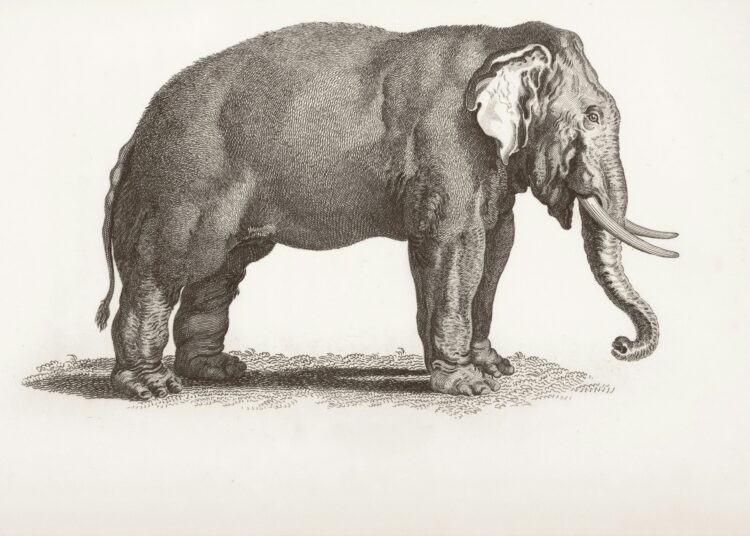 Ilustrasi gajah purba MOJOK.CO