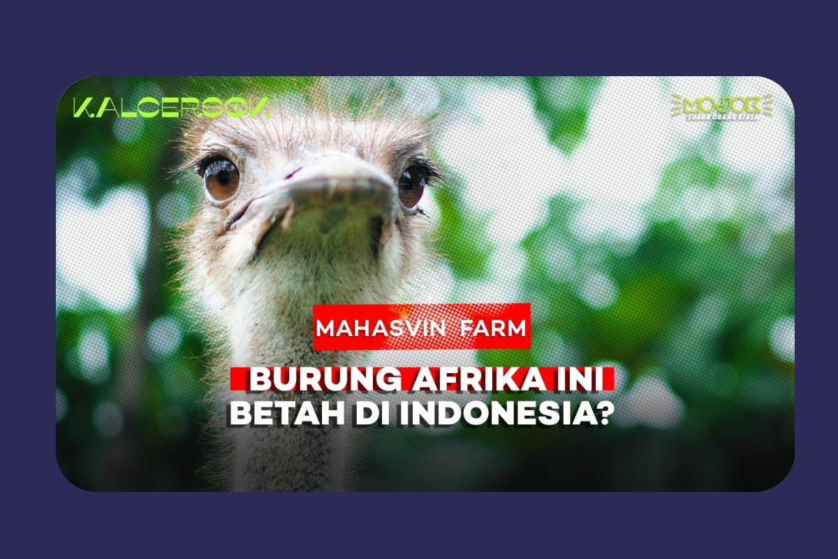 Perjalanan Aswin Menemukan Burung Unta: Dari Hidup Serabutan hingga Membangun Mahaswin Farm