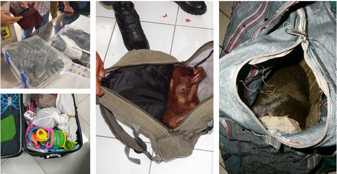 perburuan ilegal elang jawa.MOJOK.CO