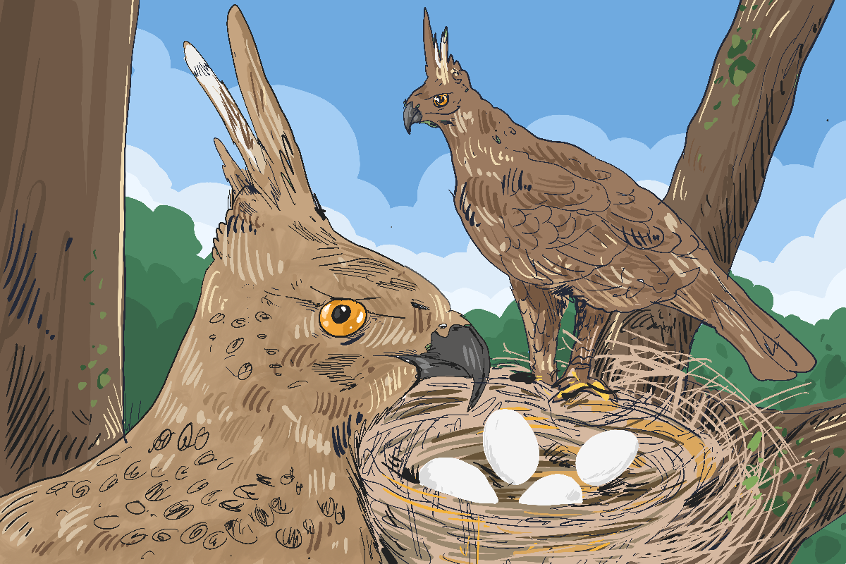 Mempertaruhkan Nasib Sang Garuda di Sisa Hutan Purba