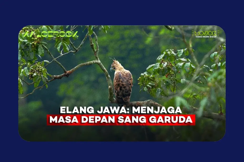Elang Jawa dan Cerita Panjang Kelestarian yang Dipertaruhkan