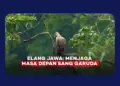 Elang Jawa dan Cerita Panjang Kelestarian yang Dipertaruhkan