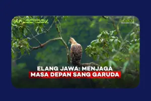Elang Jawa dan Cerita Panjang Kelestarian yang Dipertaruhkan