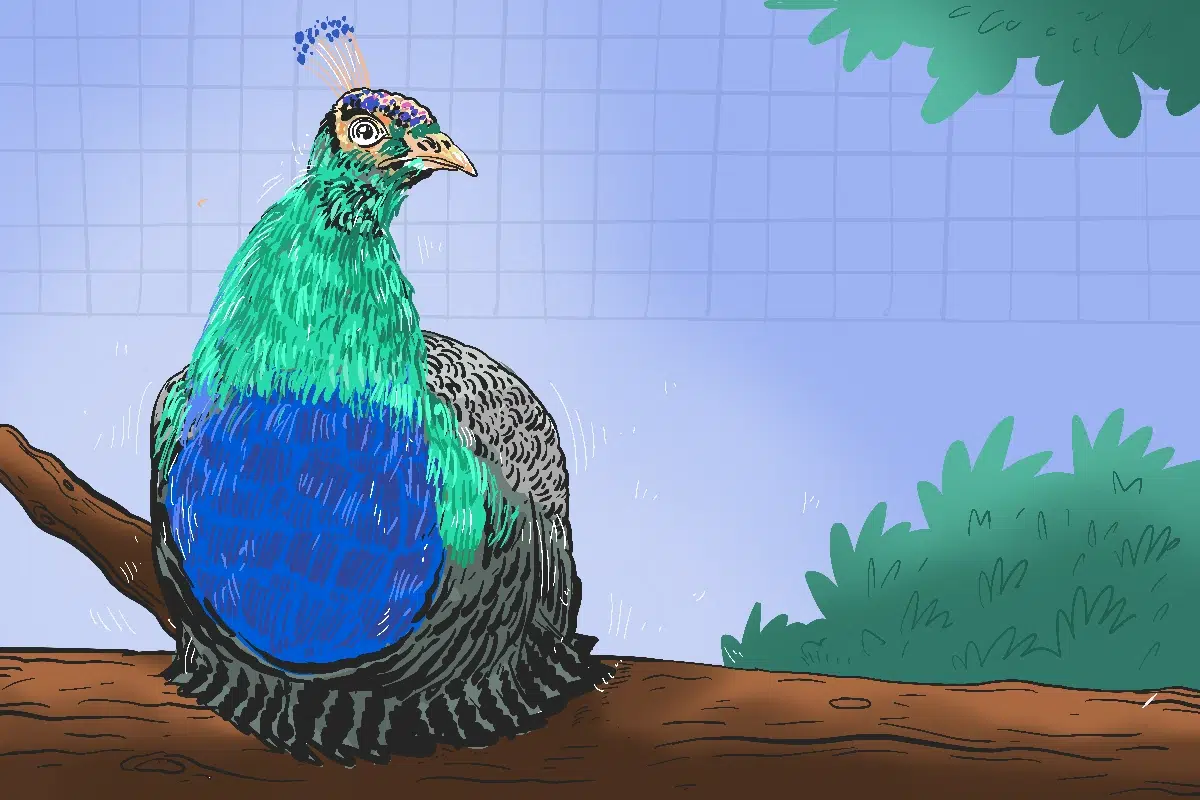 “Merak Bukan Lagi Sekadar Simbol Keagungan, tapi Teman yang Merakyat di Pojokan Mal Jogja