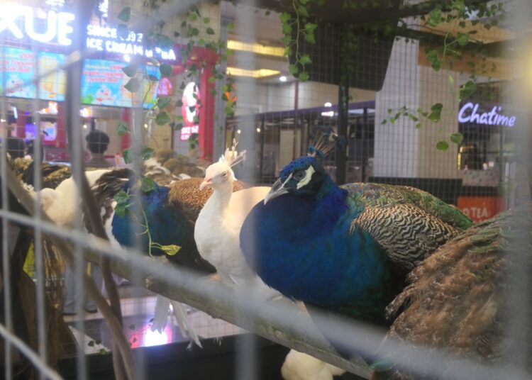 Merak biru. MOJOK.CO