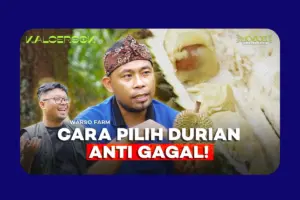 Kebun Durian Warso Farm di Bogor, Agrowisata Edukatif dengan 16 Varietas Durian