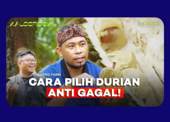 Kebun Durian Warso Farm di Bogor, Agrowisata Edukatif dengan 16 Varietas Durian