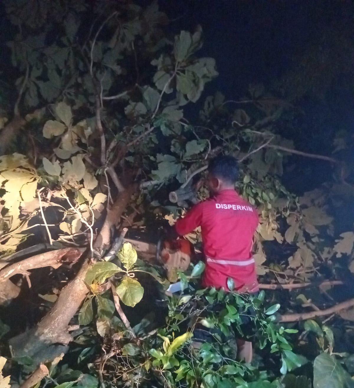 Keselamatan warga Kota Semarang jadi prioritas di tengah hujan dan angin kencang yang tumbangkan 80 lebih pohon dalam semalam MOJOK.CO