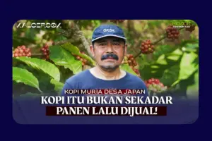 Merawat Harapan Kopi Robusta Desa Japan: Dari Petik Asalan ke Petik Merah