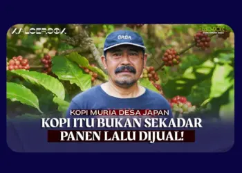 Merawat Harapan Kopi Robusta Desa Japan: Dari Petik Asalan ke Petik Merah
