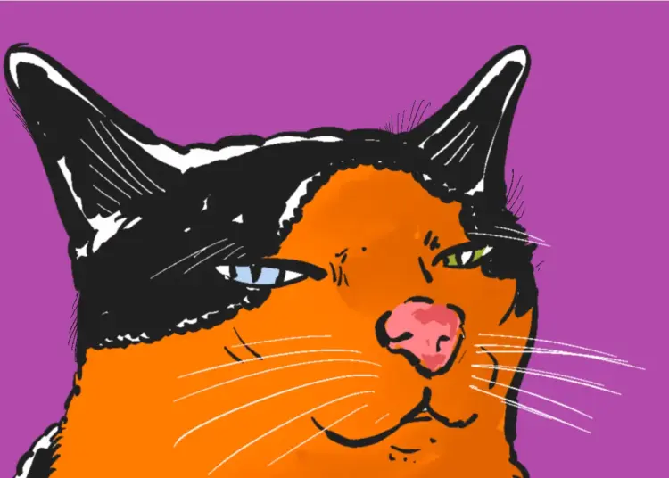 Kucing peliharaan anak kos Jogja