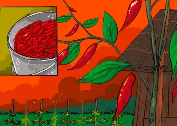 Arti Sukses dan Cuan di Mata Petani Cabai Rawit MOJOK.CO