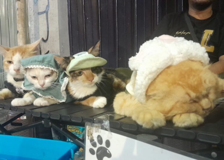 Kucing di Jalan Tunjungan. MOJOK.CO