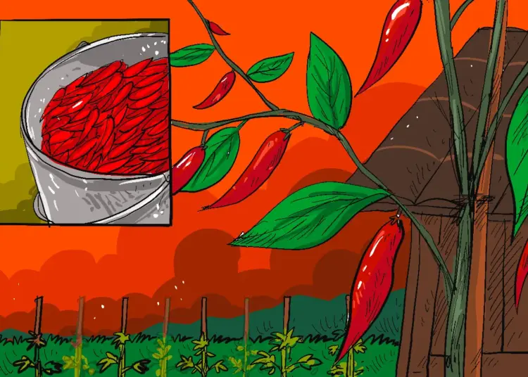 Menyesal Kuliah S2 karena Dipaksa Ibu, kini Lebih Bahagia Menanam Cabai Rawit dan Berkebun