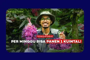 Parijoto Muria: Dari Buah Mitologi, Jadi Sumber Hidup Warga Lereng Gunung
