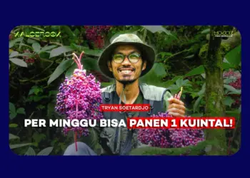 Parijoto Muria: Dari Buah Mitologi, Jadi Sumber Hidup Warga Lereng Gunung