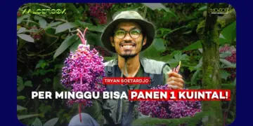 Parijoto Muria: Dari Buah Mitologi, Jadi Sumber Hidup Warga Lereng Gunung