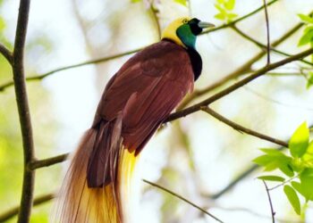Pembangunan Masif Rusak Hutan Papua, Belasan Spesies Satwa Terancam Punah.MOJOK.CO