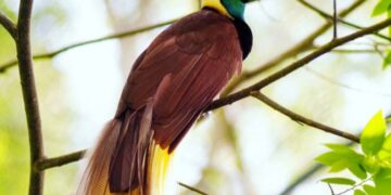 Pembangunan Masif Rusak Hutan Papua, Belasan Spesies Satwa Terancam Punah.MOJOK.CO