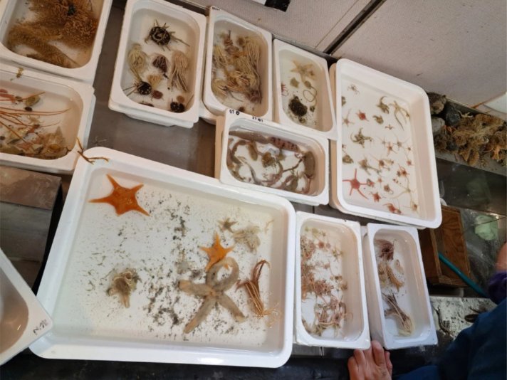 Sedimen laut di Antartika, temuan Ezra dan peneliti ekspedisi internasional (dok. UGM)