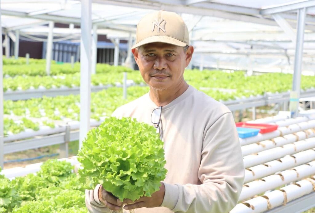Arta Wahana, pensiunan UGM isi waktu dengan berkebun selada (dok. UGM)