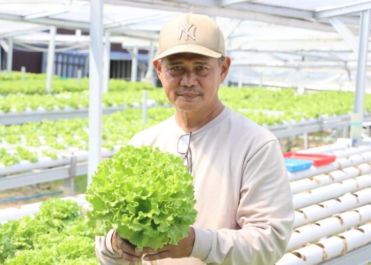 Arta Wahana, pensiunan UGM isi waktu dengan berkebun selada (dok. UGM)
