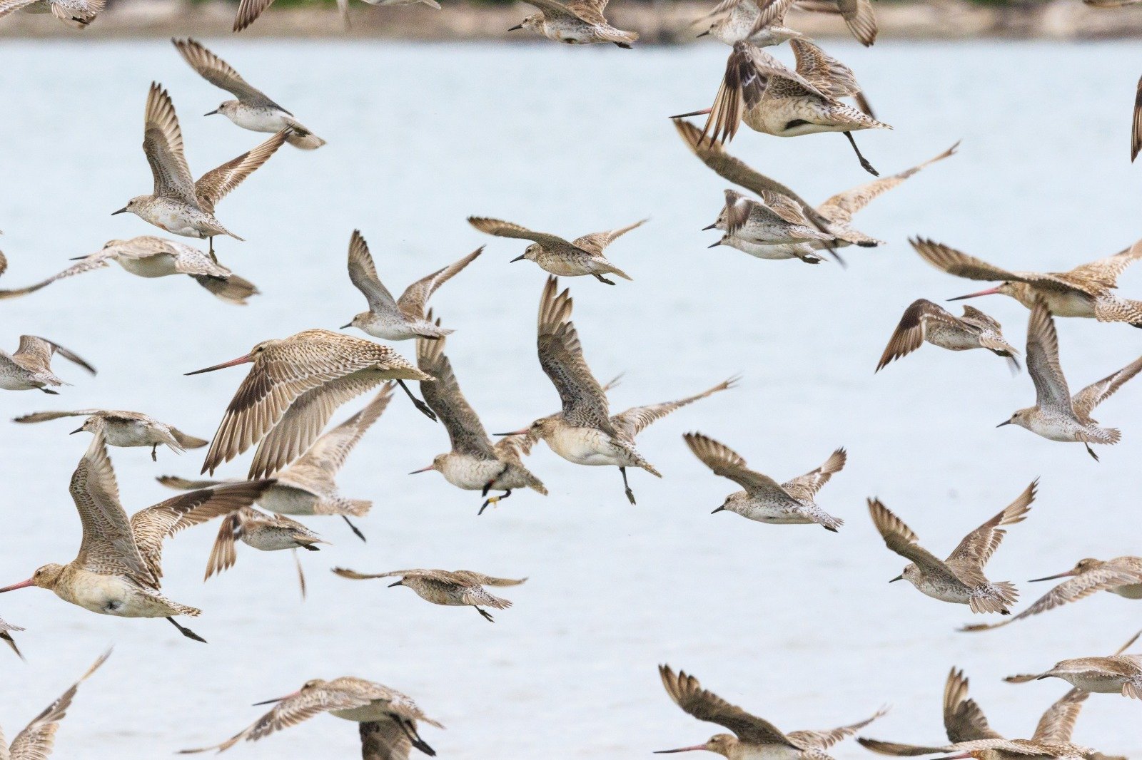 burung migran.MOJOK.CO