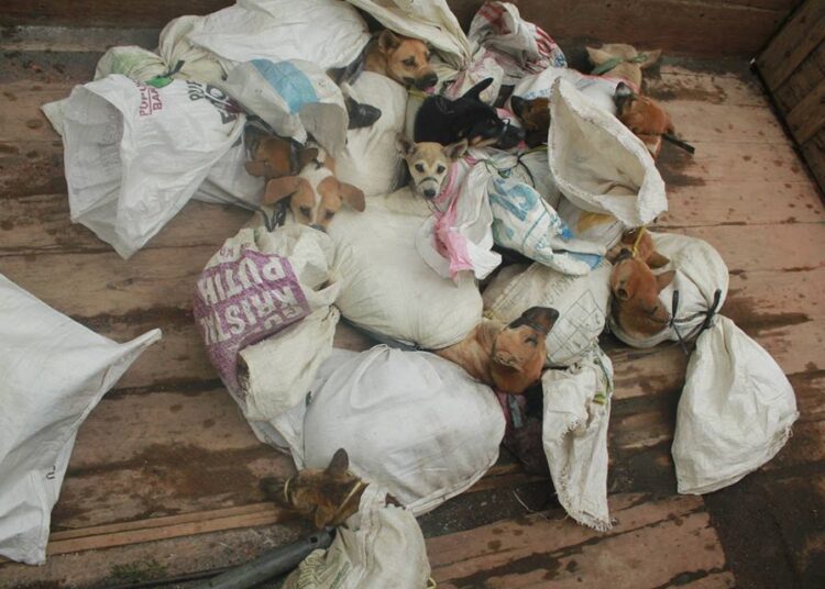Anjing di karung. MOJOK.CO